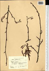 Alnus glutinosa (L.) Gaertn., Eastern Europe, Central forest-and-steppe region (E6) (Russia)