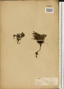 Kalmia procumbens (L.) Gift, Kron & P. F. Stevens, Eastern Europe, Northern region (E1) (Russia)