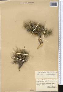 Convolvulus fruticosus Pall., Middle Asia, Kopet Dag, Badkhyz, Small & Great Balkhan (M1) (Turkmenistan)