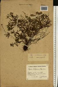 Thymus pannonicus All., Eastern Europe, South Ukrainian region (E12) (Ukraine)