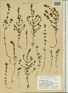 Euphrasia ×vernalis List, Eastern Europe, Northern region (E1) (Russia)