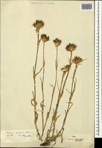 Dianthus capitatus, Crimea (KRYM) (Russia)