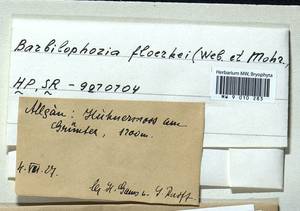 Neoorthocaulis floerkei (F. Weber & D. Mohr) L. Söderstr., De Roo & Hedd., Bryophytes, Bryophytes - Western Europe (BEu) (Germany)