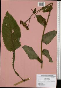 Crepis sibirica L., Eastern Europe, Central region (E4) (Russia)