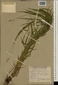 Melica picta K.Koch, Caucasus, Stavropol Krai, Karachay-Cherkessia & Kabardino-Balkaria (K1b) (Russia)