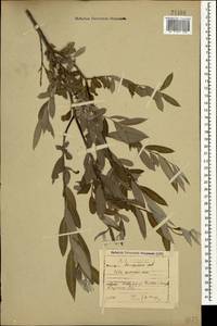 Salix excelsa J.F.Gmel., Caucasus, Dagestan (K2) (Russia)