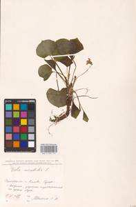 Viola mirabilis L., Eastern Europe, North Ukrainian region (E11) (Ukraine)