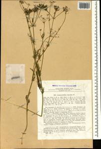 Grammosciadium daucoides DC., Caucasus, Armenia (K5) (Armenia)