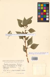 Populus tremuloides Michx., Siberia, Russian Far East (S6) (Russia)