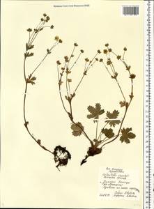 Potentilla crantzii (Crantz) Beck, Eastern Europe, Northern region (E1) (Russia)