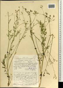 Carum carvi L., Mongolia (MONG) (Mongolia)