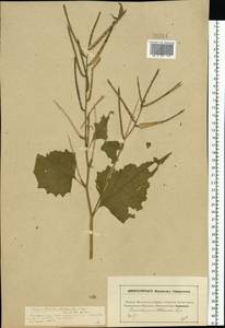 Alliaria petiolata (M.Bieb.) Cavara & Grande, Eastern Europe, Moscow region (E4a) (Russia)