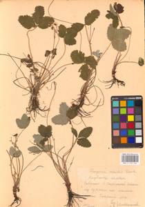 Fragaria viridis Duchesne, Eastern Europe, Central forest-and-steppe region (E6) (Russia)