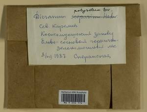 Dicranum polysetum Sw., Bryophytes, Bryophytes - Karelia, Leningrad & Murmansk Oblasts (B4) (Russia)