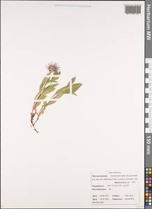 Eurybia sibirica subsp. sibirica, Siberia, Chukotka & Kamchatka (S7) (Russia)