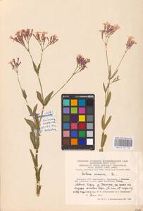 Atocion armeria (L.) Raf., Eastern Europe, Lithuania (E2a) (Lithuania)