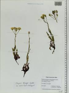 Crepis bungei Ledeb. ex DC., Siberia, Baikal & Transbaikal region (S4) (Russia)