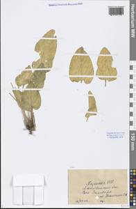 Viola, Middle Asia, Caspian Ustyurt & Northern Aralia (M8) (Kazakhstan)