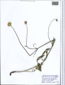 Cephalaria coriacea (Willd.) Roem. & Schult. ex Steud., Caucasus, Black Sea Shore (from Novorossiysk to Adler) (K3) (Russia)