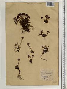 Hylotelephium cyaneum (Rudolph) H. Ohba, Siberia, Chukotka & Kamchatka (S7) (Russia)
