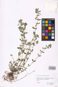 MHA 0 156 563, Clinopodium acinos (L.) Kuntze, Eastern Europe, Central forest-and-steppe region (E6) (Russia)
