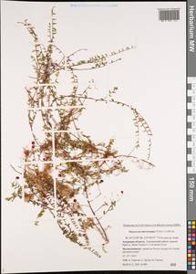 Vaccinium microcarpum (Turcz. ex Rupr.) Schmalh. ex Busch, Siberia, Russian Far East (S6) (Russia)