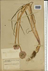 Allium schoenoprasum L., Eastern Europe, Northern region (E1) (Russia)