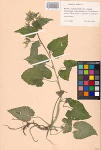 Lunaria annua L., Eastern Europe, Moscow region (E4a) (Russia)