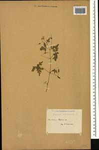 Geranium robertianum L., Caucasus, Stavropol Krai, Karachay-Cherkessia & Kabardino-Balkaria (K1b) (Russia)