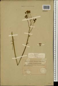 Crepis biennis L., Eastern Europe, Western region (E3) (Russia)