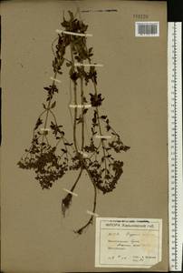 Origanum vulgare L., Eastern Europe, North Ukrainian region (E11) (Ukraine)