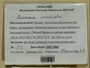 Lescuraea incurvata, Bryophytes, Bryophytes - South Urals (B14) (Russia)