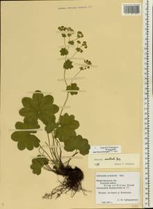 Alchemilla monticola Opiz, Eastern Europe, Volga-Kama region (E7) (Russia)