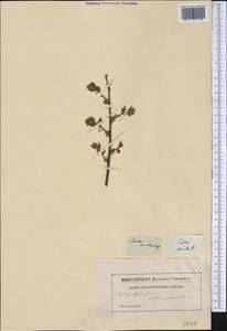 Celtis occidentalis L., America (AMER) (Not classified)