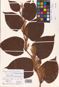 Reynoutria × bohemica Chrtek & Chrtková, Eastern Europe, Lithuania (E2a) (Lithuania)