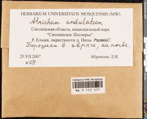 Atrichum undulatum (Hedw.) P. Beauv., Bryophytes, Bryophytes - Middle Russia (B6) (Russia)