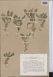 Astragalus stalinskyi Sirj., Middle Asia, Western Tian Shan & Karatau (M3) (Kazakhstan)