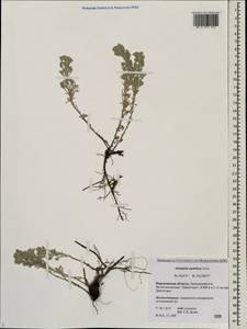 Artemisia austriaca Jacq., Eastern Europe, Central forest-and-steppe region (E6) (Russia)