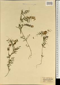 Vicia cracca L., Mongolia (MONG) (Mongolia)