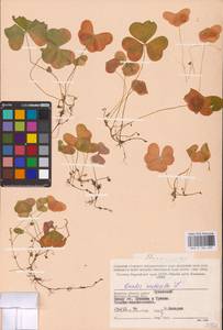 Oxalis acetosella L., Eastern Europe, Western region (E3) (Russia)