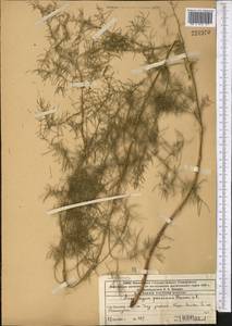 Asparagus persicus Baker, Middle Asia, Western Tian Shan & Karatau (M3) (Kazakhstan)