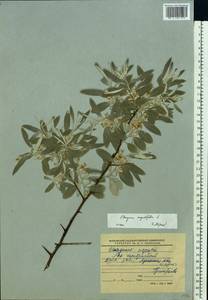 Elaeagnus angustifolia L., Eastern Europe, North Ukrainian region (E11) (Ukraine)