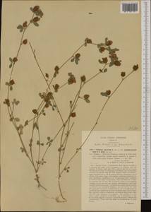 Trifolium campestre Schreb., Western Europe (EUR) (Italy)