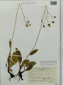 Hieracium taigense Schischk. & Serg., Siberia, Central Siberia (S3) (Russia)