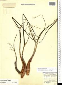 Allium psebaicum Mikheev, Caucasus, Black Sea Shore (from Novorossiysk to Adler) (K3) (Russia)