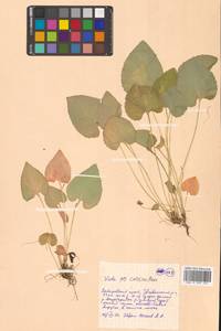 Viola collina Besser, Siberia, Russian Far East (S6) (Russia)