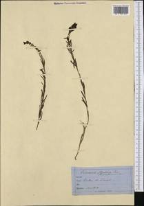 Linaria angustissima (Loisel.) Borbás, Western Europe (EUR) (Switzerland)