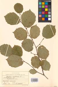 Corylus avellana L., Eastern Europe, Moscow region (E4a) (Russia)