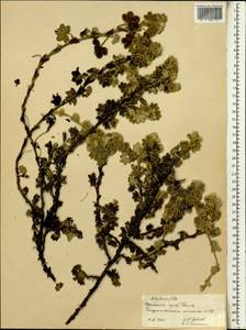 Alchemilla, Africa (AFR) (Ethiopia)