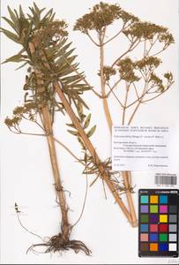 Valeriana dubia Bunge, Eastern Europe, Central forest-and-steppe region (E6) (Russia)